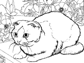 coloriage chat shorthair